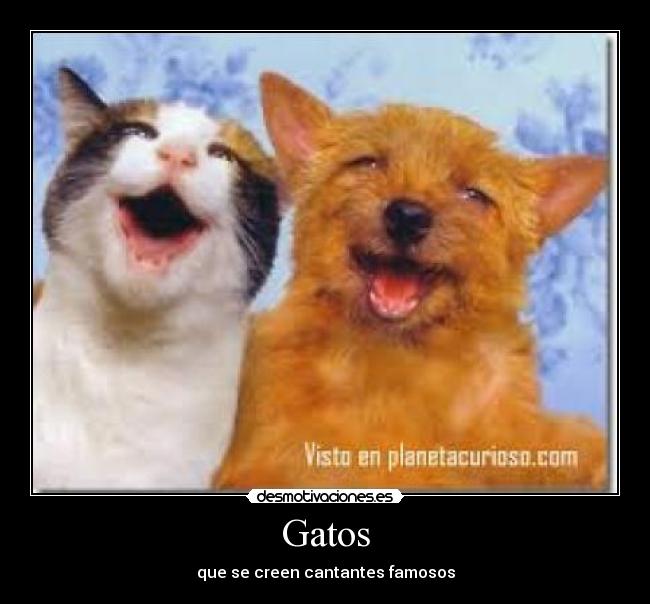 Gatos - 