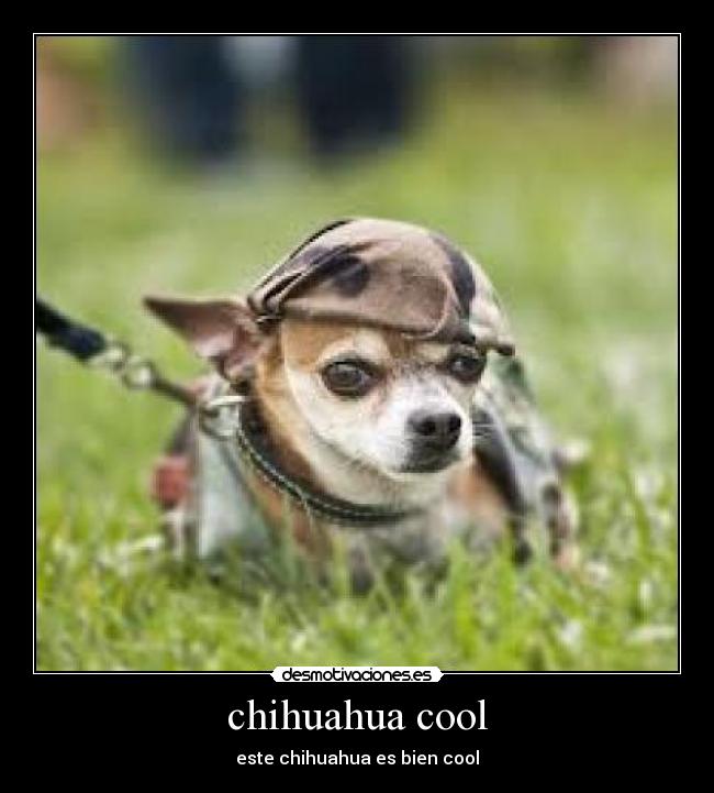 carteles chihuahuas desmotivaciones