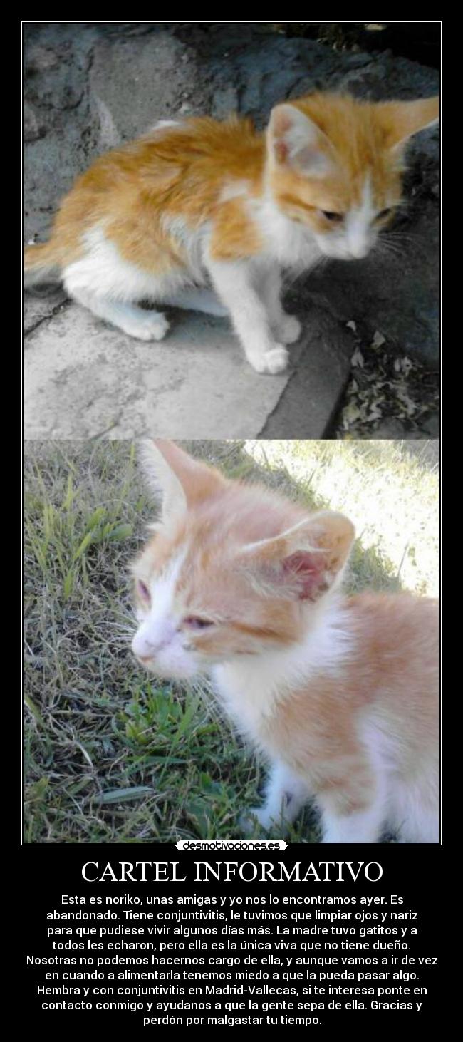 CARTEL INFORMATIVO - Esta es noriko, unas amigas y yo nos lo encontramos ayer. Es
abandonado. Tiene conjuntivitis, le tuvimos que limpiar ojos y nariz
para que pudiese vivir algunos días más. La madre tuvo gatitos y a
todos les echaron, pero ella es la única viva que no tiene dueño.
Nosotras no podemos hacernos cargo de ella, y aunque vamos a ir de vez
en cuando a alimentarla tenemos miedo a que la pueda pasar algo.
Hembra y con conjuntivitis en Madrid-Vallecas, si te interesa ponte en
contacto conmigo y ayudanos a que la gente sepa de ella. Gracias y
perdón por malgastar tu tiempo.