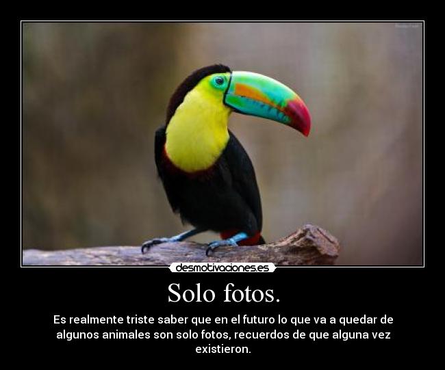 Solo fotos. - Es realmente triste saber que en el futuro lo que va a quedar de
algunos animales son solo fotos, recuerdos de que alguna vez
existieron.