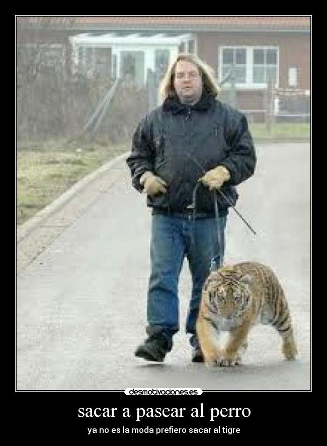 carteles perro desmotivaciones