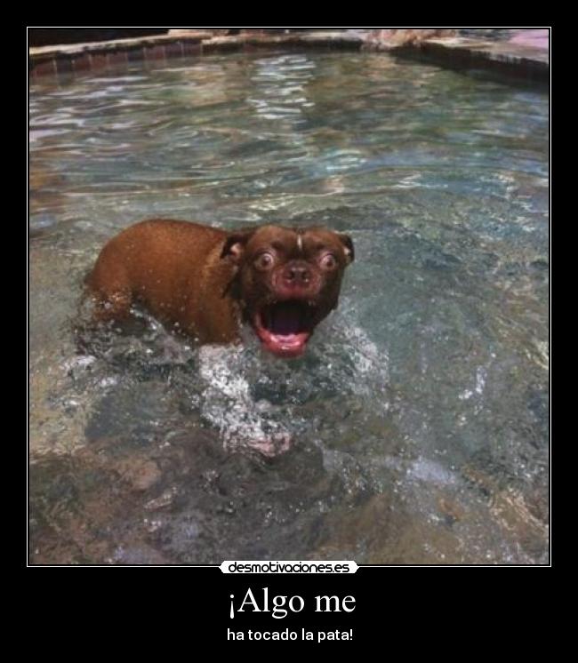 ¡Algo me - 