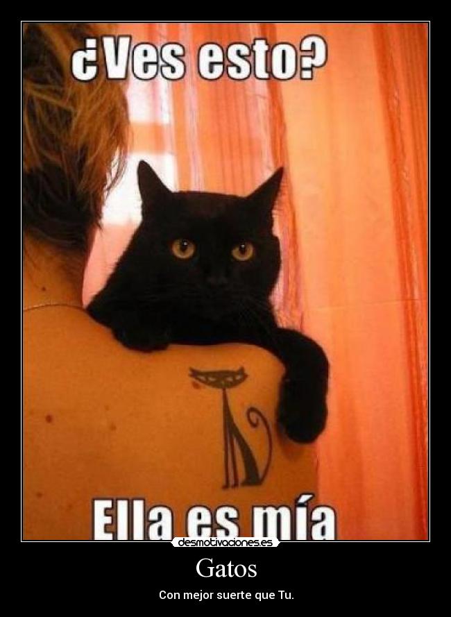 Gatos - Con mejor suerte que Tu.