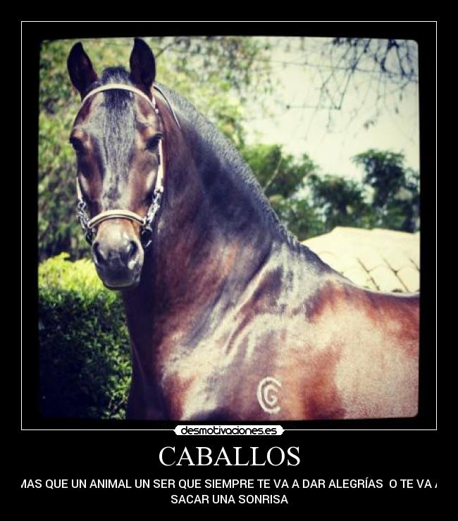 CABALLOS -