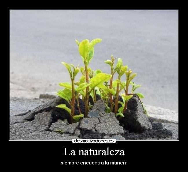 La naturaleza -