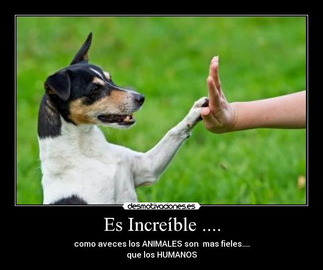 Es Increíble .... - como aveces los ANIMALES son mas fieles....
que los HUMANOS