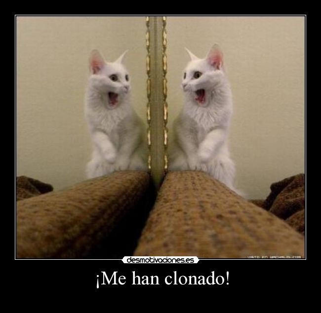 carteles walte gato desmotivaciones