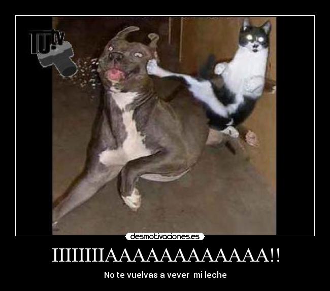 IIIIIIIIAAAAAAAAAAAA!! - 