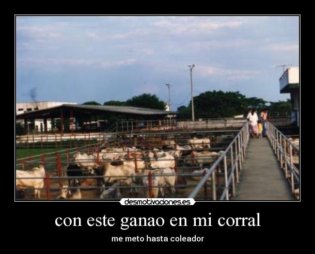 con este ganao en mi corral - me meto hasta coleador