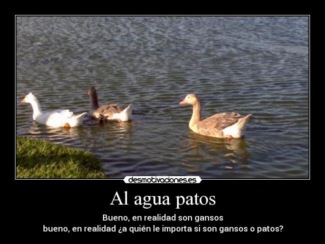 carteles agua patos realidad importa ganso desmotivaciones