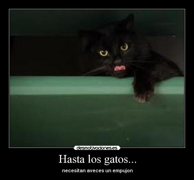 Hasta los gatos... - 