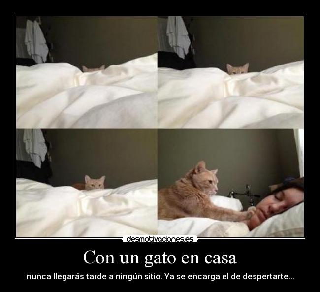 carteles casa gato desmotivaciones