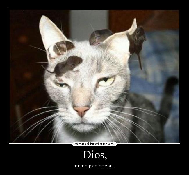 Dios, - dame paciencia...