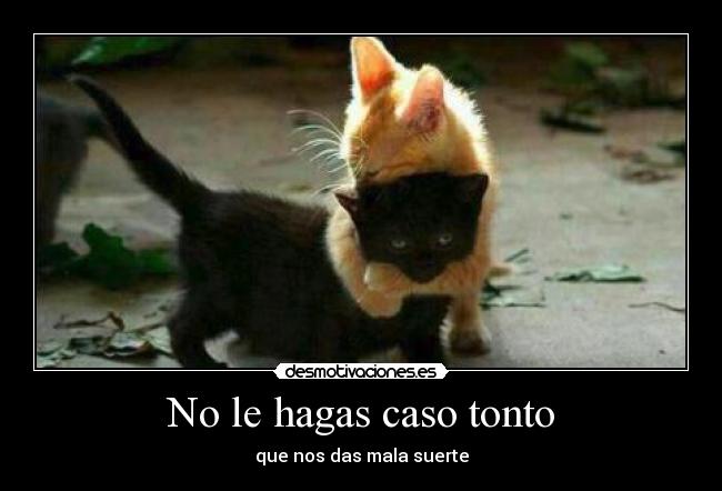 No le hagas caso tonto - que nos das mala suerte
