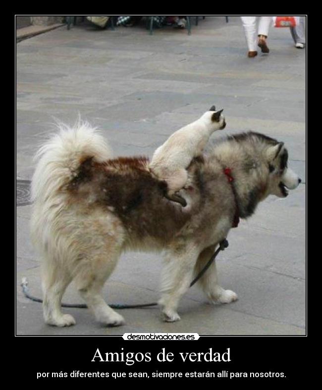 Amigos de verdad - 