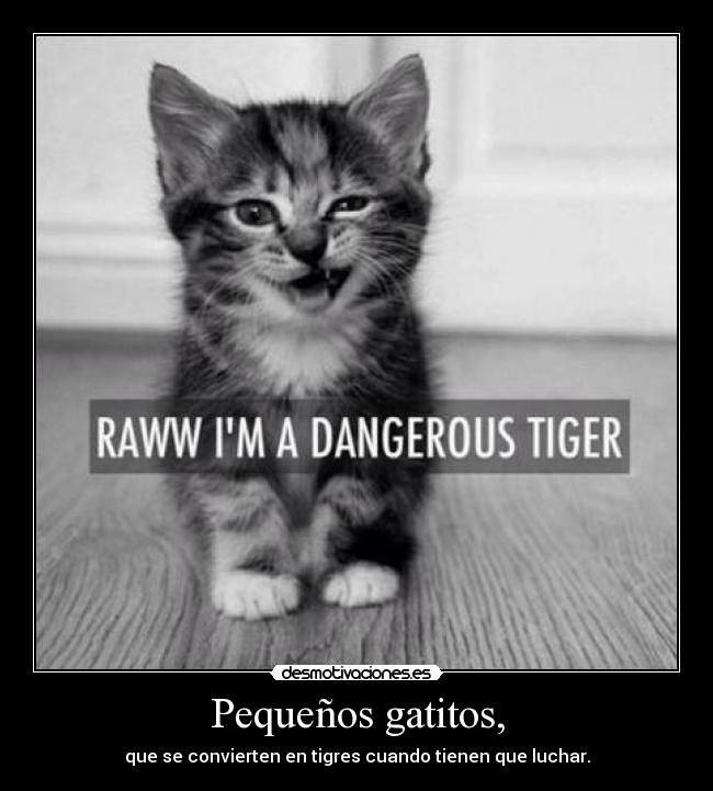 Pequeños gatitos, - que se convierten en tigres cuando tienen que luchar.