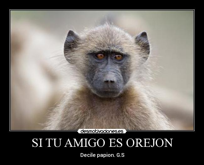 SI TU AMIGO ES OREJON - Decile papion. G.S