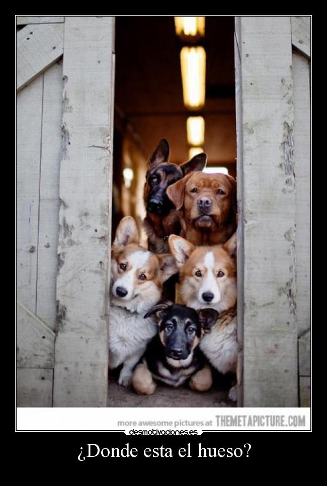 ¿Donde esta el hueso? -