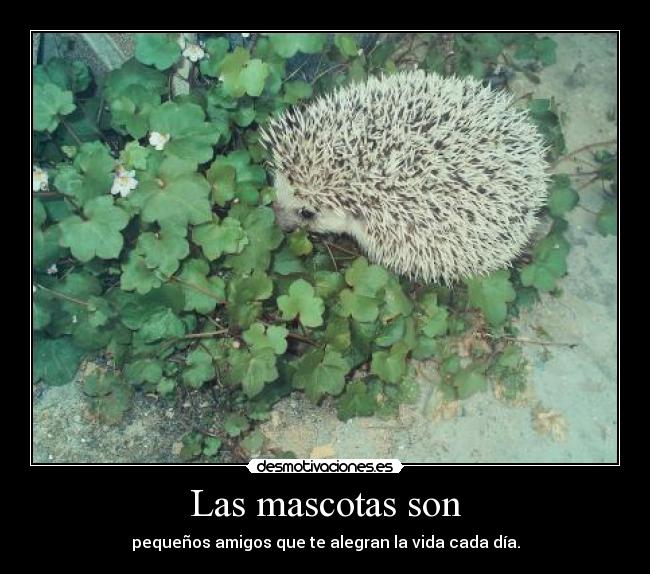 Las mascotas son -