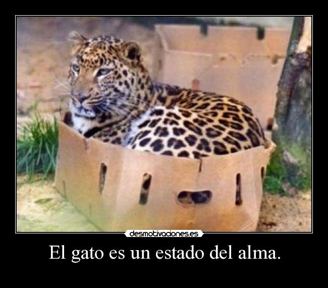 El gato es un estado del alma. -