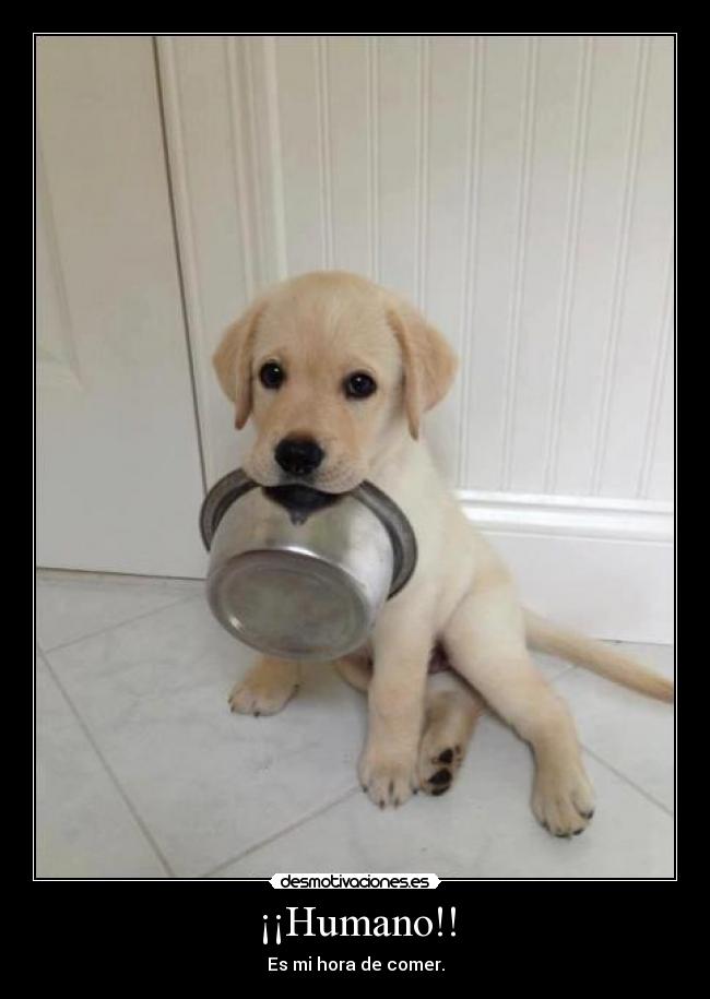 ¡¡Humano!! - Es mi hora de comer.