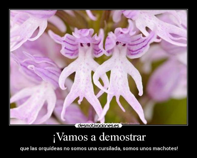 ¡Vamos a demostrar -