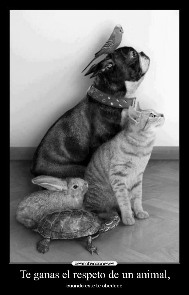 Te ganas el respeto de un animal, - cuando este te obedece.