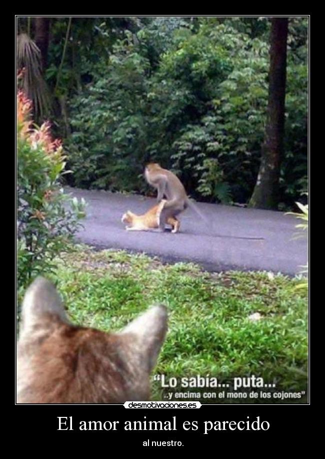 El amor animal es parecido - al nuestro.