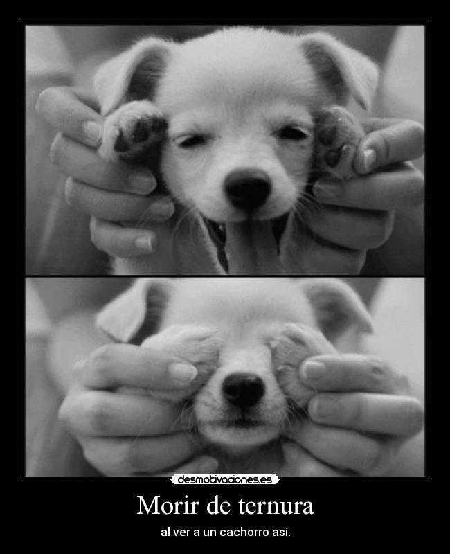 Morir de ternura -