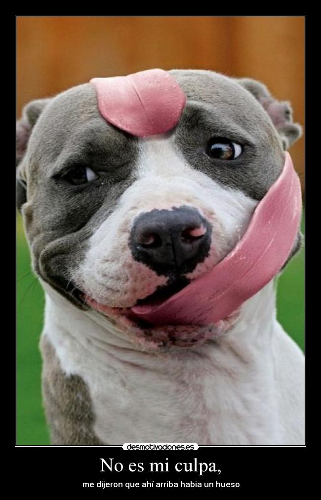 No es mi culpa, - me dijeron que ahí arriba habia un hueso
