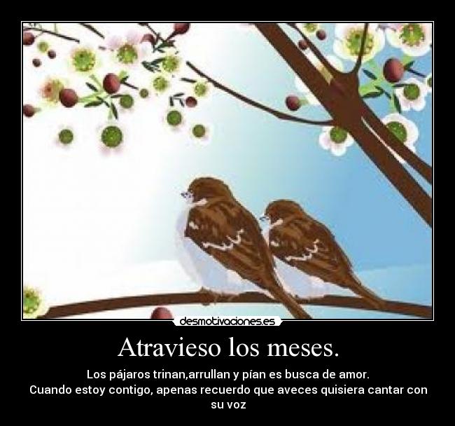 Atravieso los meses. - Los pájaros trinan,arrullan y pían es busca de amor.
Cuando estoy contigo, apenas recuerdo que aveces quisiera cantar con su voz