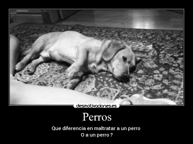 Perros - 