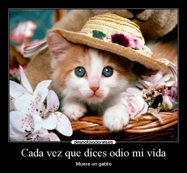 carteles odio vida gatos desmotivaciones