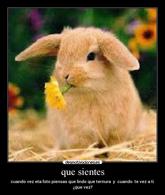 que sientes - cuando vez eta foto piensas que lindo que ternura y cuando te vez a ti
¿que vez?