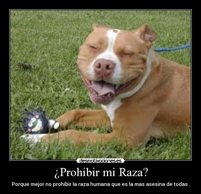 carteles pitbul desmotivaciones