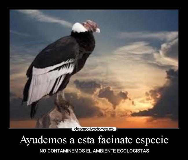 Ayudemos a esta facinate especie - NO CONTAMINEMOS EL AMBIENTE ECOLOGISTAS