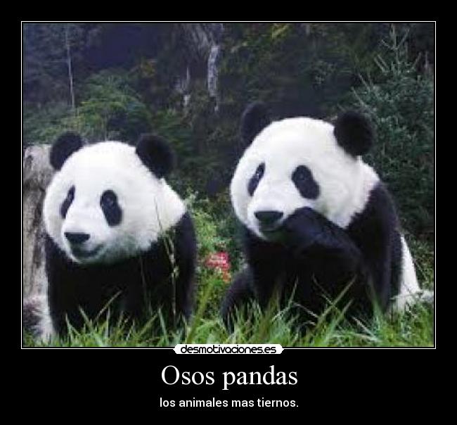 Osos pandas - los animales mas tiernos.