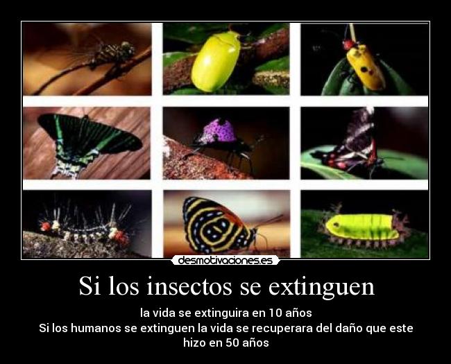 Si los insectos se extinguen -