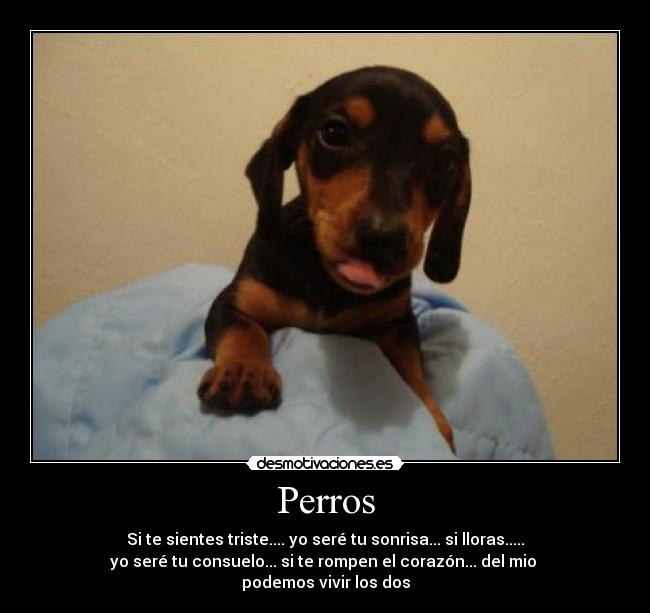 Perros - Si te sientes triste.... yo seré tu sonrisa... si lloras.....
yo seré tu consuelo... si te rompen el corazón... del mio 
podemos vivir los dos