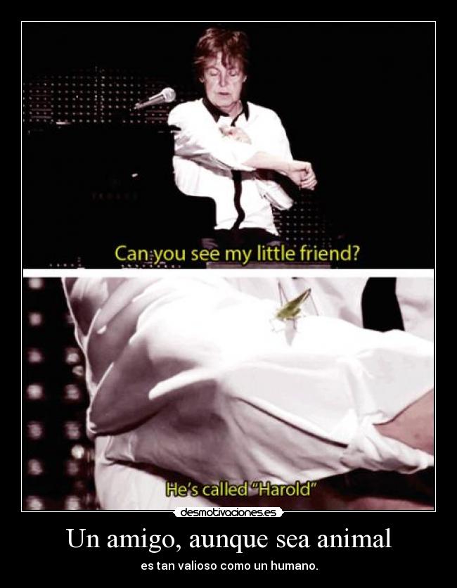 Un amigo, aunque sea animal - es tan valioso como un humano.