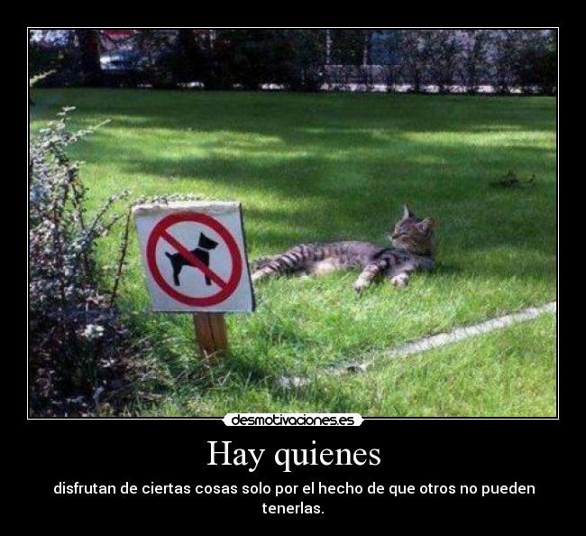 carteles gatoscomodo burlon desmotivaciones