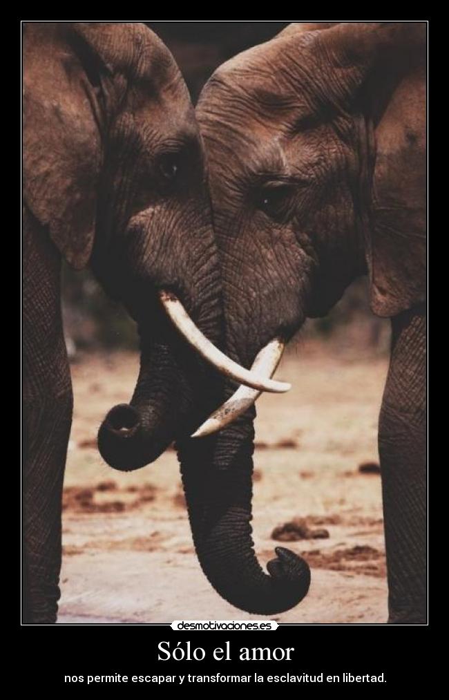 Sólo el amor - nos permite escapar y transformar la esclavitud en libertad.