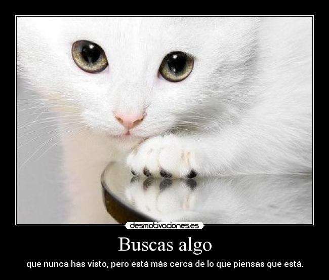 carteles catsandcatnsandmorecats catseverywhere all around the world cmon cats cats cats cats cats caaaaaats desmotivaciones