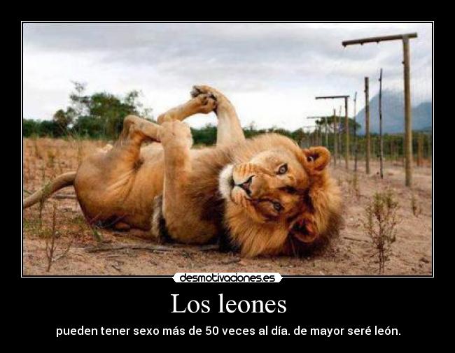 Los leones - 