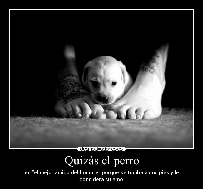 Quizás el perro - 