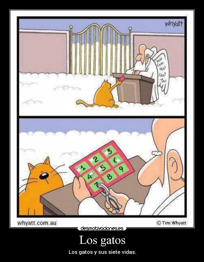 Los gatos - 
