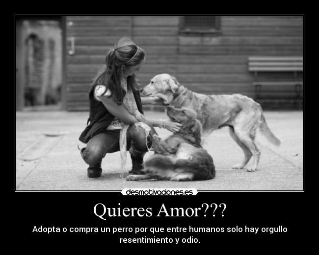 Quieres Amor??? -