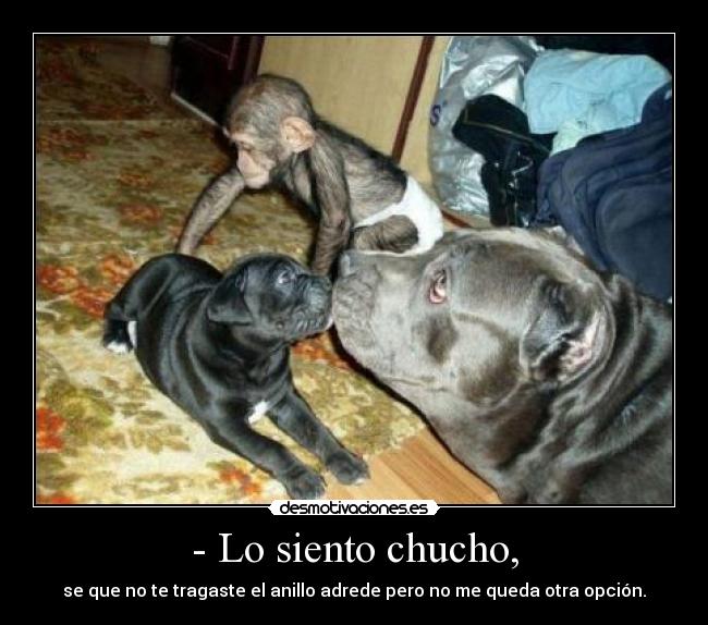 - Lo siento chucho, - se que no te tragaste el anillo adrede pero no me queda otra opción.