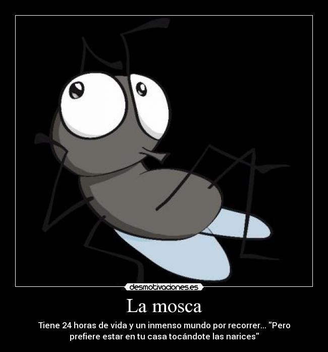 La mosca - Tiene 24 horas de vida y un inmenso mundo por recorrer... Pero
prefiere estar en tu casa tocándote las narices