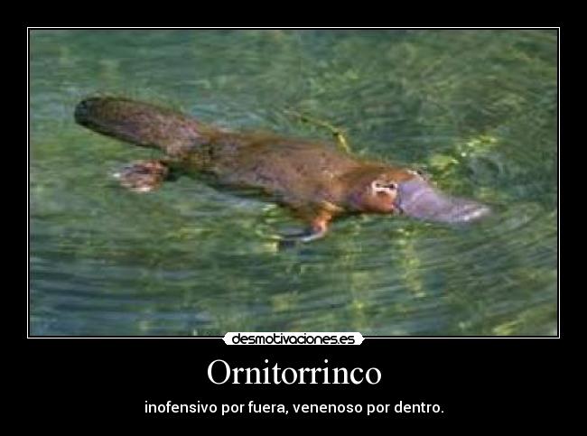 Ornitorrinco -